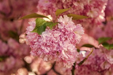 Çiçek açan bahar ağacında pembe sakura çiçeği. Yakın çekim.