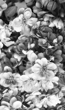 Baharda çiçek açan sakura ağacının arkaplanı..