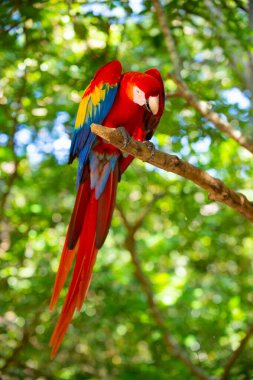 beautiful ara macaw parrot outdor. ara macaw parrot outside. photo of ara macaw parrot in zoo. ara macaw parrot bird.