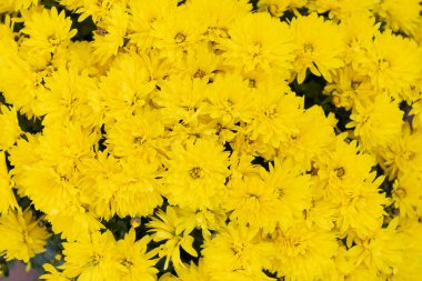 daisy flower background. daisy flower background yellow color. daisy flower background bright color. photo of daisy flower background.