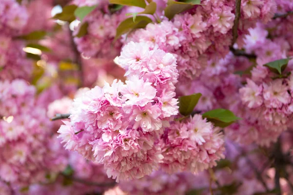 Ανθισμένο Δέντρο Ροζ Λουλούδι Sakura Ανθισμένο Ανοιξιάτικο Δέντρο — Φωτογραφία Αρχείου