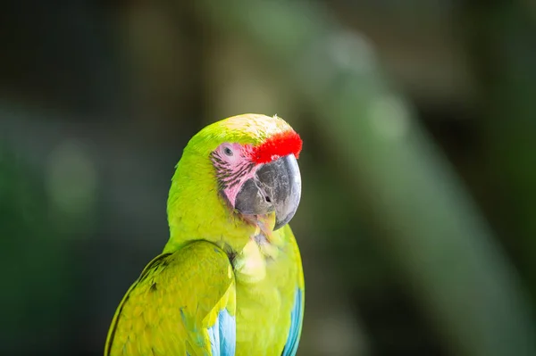 绿玛瑙鹦鹉鸟 Ara Macaw Parrot Outdor Ara Macaw鹦鹉在外面 图为动物园里的金刚鹦鹉 — 图库照片