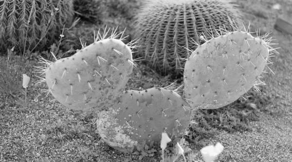 Regularna Roślina Kaktusów Igłami Pustynna Natura — Zdjęcie stockowe