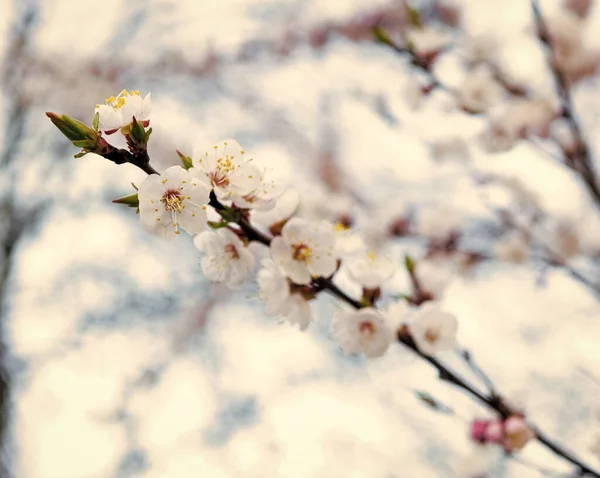 Wiosenne Kwiaty Kwitnące Gałęzi Drzewa Sakura Naturalnym Niewyraźnym Tle Kwitną — Zdjęcie stockowe