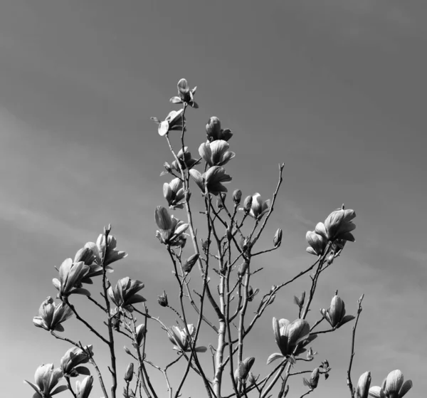 Flores Rosas Del Árbol Magnolia Plena Floración Primavera — Foto de Stock