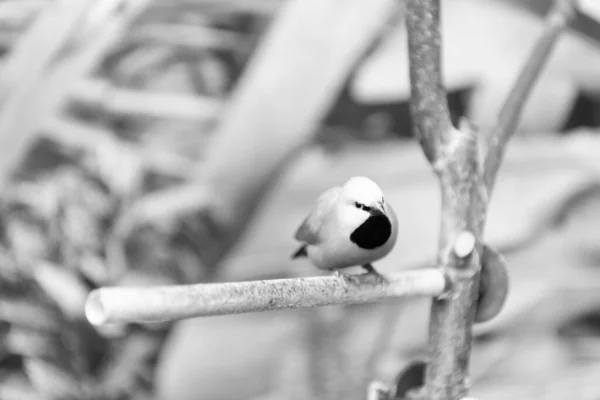 Passereau Sauvage Oiseau Assis Sur Branche Sur Fond Naturel Nature — Photo
