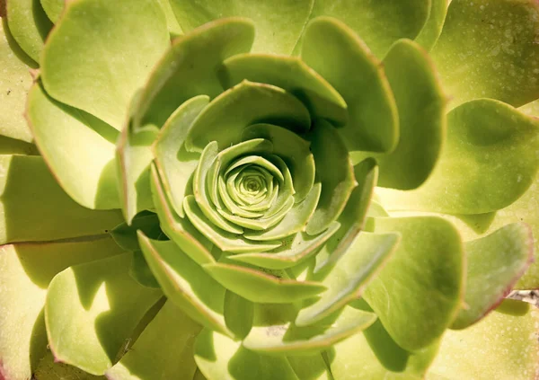Crassulaceae Succulent Cactus Green Leaves Nature Background — Photo