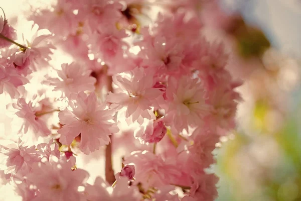 春季盛开的日本樱桃树的粉红花朵 — 图库照片