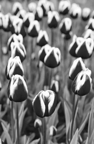Tulipe Rouge Fleur Gros Plan Avec Fond Fleurs Naturelles Colorées — Photo