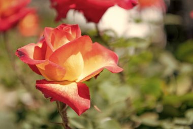 Yazın açan parlak renkli gül çiçeği. Boşluğu kopyala.