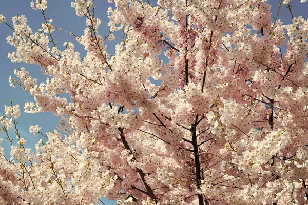 Λουλούδια Του Δέντρου Sakura Στην Ανοιξιάτικη Φύση Την Ηλιόλουστη Μέρα — Φωτογραφία Αρχείου