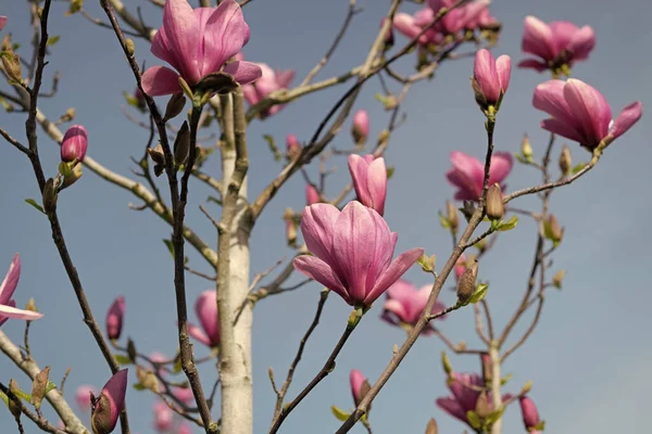Roze Bloemen Van Magnolia Boom Volle Bloei — Stockfoto