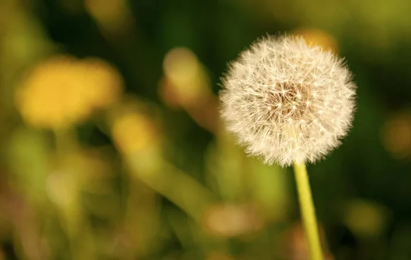 Πικραλίδα Λουλούδι Blowball Φυσικό Φόντο Μακροεντολή Ομορφιά Της Φύσης Επιλεκτική — Φωτογραφία Αρχείου