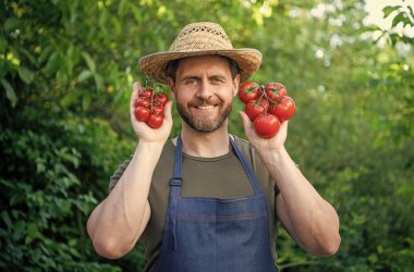 man farm worker in straw hat with tomato bunch.