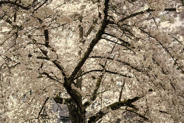 Білий Цвіт Сакури Влітку Весняне Дерево — стокове фото