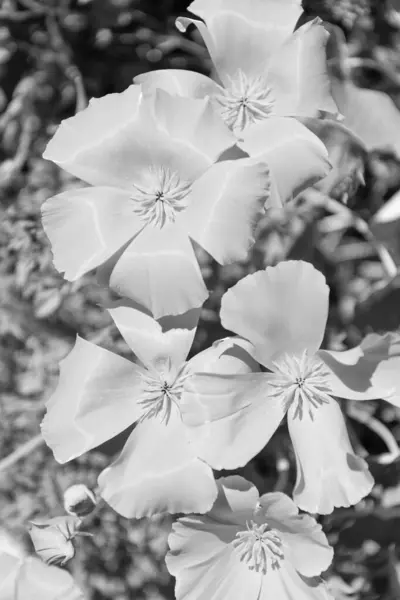 Fiore Giallo Eschscholzia Nel Tempo Soleggiato — Foto Stock