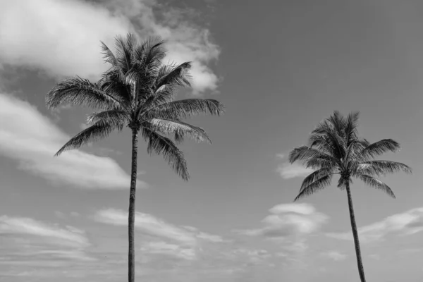 Palm Med Gröna Blad Blå Himmel Bakgrund Sommarsemester — Stockfoto