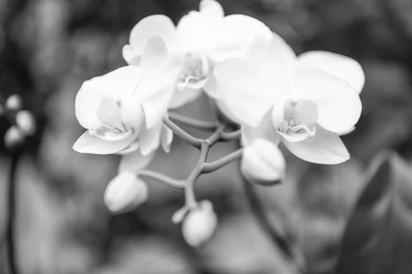 Białe Kwiaty Kwitnącej Orchidei Wiosną Makro — Zdjęcie stockowe