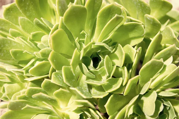 Crassulaceae Succulent Cactus Green Leaves Cacti Background — Stock Photo, Image