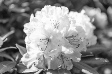 Ağacın dalında çiçek açan kiraz ağacı, seçici bir odak noktası. makro doğa.