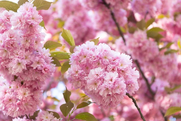 Bahar Mevsimi Çiçek Açan Bahar Ağacındaki Pembe Japon Kiraz Çiçeği — Stok fotoğraf