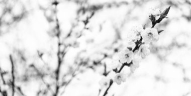 Sakura çiçekleri baharda ağaç dallarında çiçek açar. Arka planda bulanıklaşır, çiçek açar..