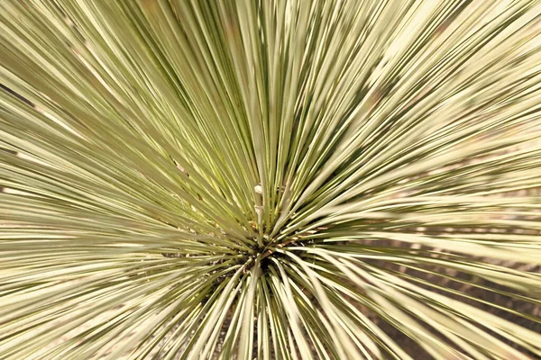 Yeşil Çimenli Bitki Güneşli Bir Günde Üst Manzara — Stok fotoğraf