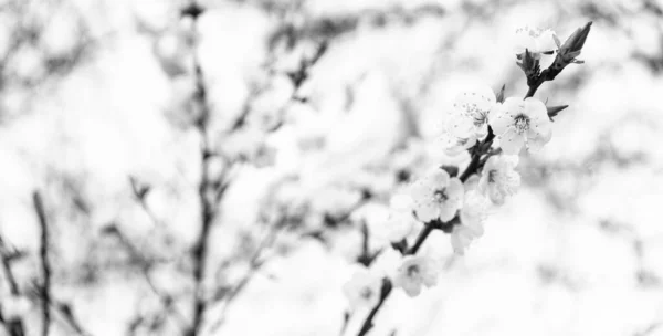 Λουλούδια Sakura Ανθίζουν Κλαδιά Δέντρων Την Άνοιξη Φυσικό Θολό Φόντο — Φωτογραφία Αρχείου