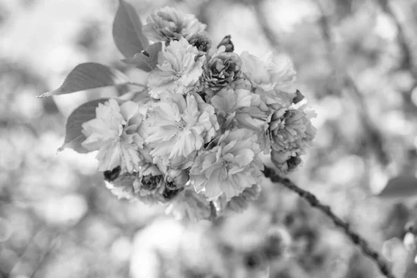 Rosa Blüten Des Blühenden Sakura Baumes Frühling Natur — Stockfoto