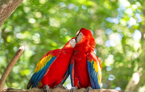 Zwei Ara Papagei Outdor Ein Ara Papagei Draußen Foto Eines — Stockfoto