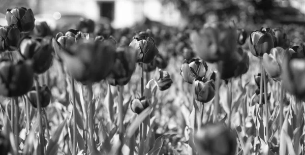 Flores Moradas Tulipanes Holandeses Frescos Campo Enfoque Selectivo —  Fotos de Stock