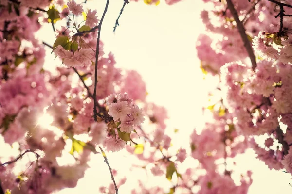 Rosa Blüten Des Blühenden Japanischen Kirschbaums Frühling — Stockfoto