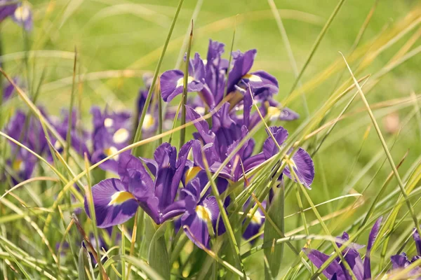 Fioletowe Tęczówki Wiosenne Kwiaty Zielonym Naturalnym Tle — Zdjęcie stockowe