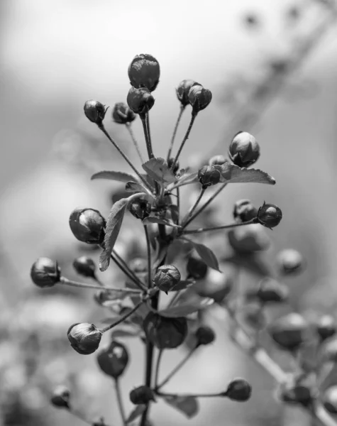 Baharda Çiçek Açan Kiraz Ağacının Pembe Çiçek Tomurcukları — Stok fotoğraf
