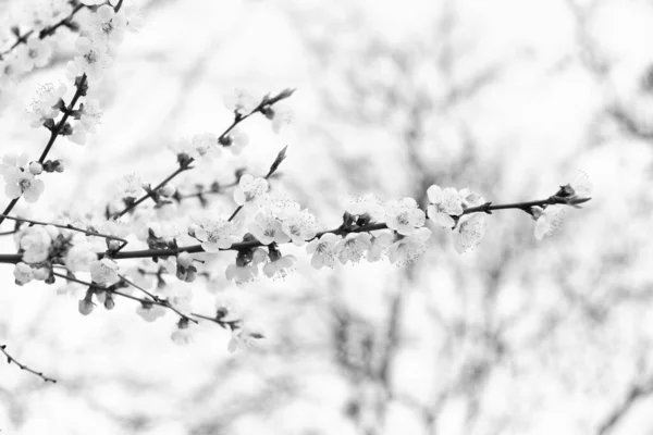 Jarní Květiny Kvetoucí Mandlových Větvích Přirozeném Rozmazaném Pozadí Květy — Stock fotografie