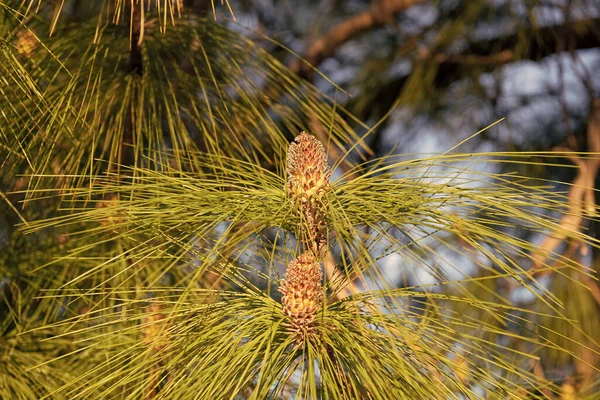 Pine Tree Branch Female Pinecones Evergreen Needles Natural Background — Stock Photo, Image