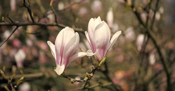 Весной Цветет Розовая Магнолия Природа Красота — стоковое фото