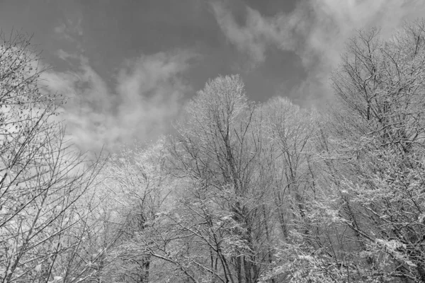 在蓝天的冬季森林里 树上长满了白霜 — 图库照片