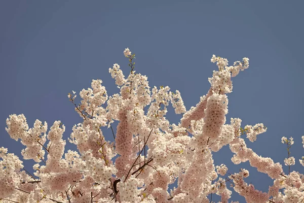 Рожеві Квіти Сакури Навесні Цвітуть — стокове фото