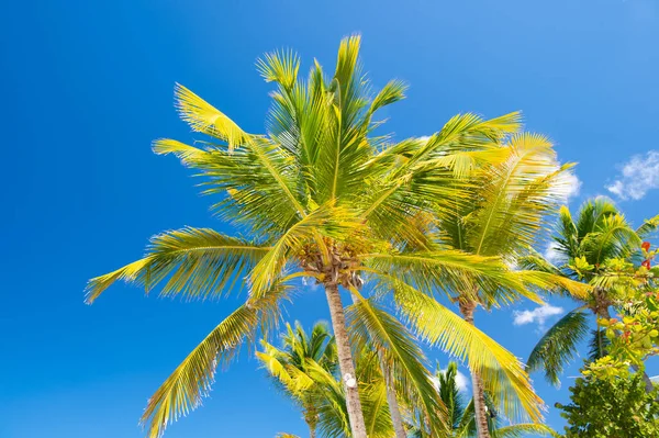 Obrázek Tropické Palmy Tropické Palmy Listy Tropické Palmy Pozadí Oblohy — Stock fotografie