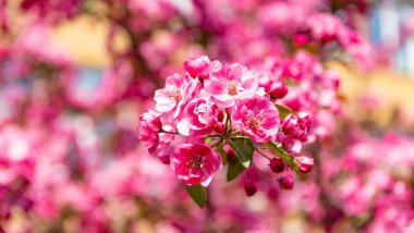 Çiçek açan bahar ağacında pembe sakura çiçeği. Paskalya sakurası.