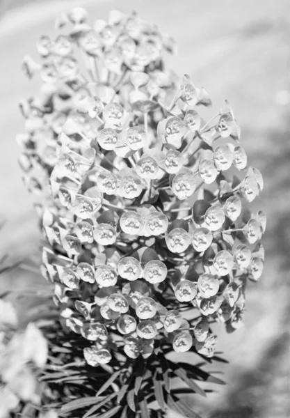 天然背景的菊科植物绿花刺丛生 — 图库照片