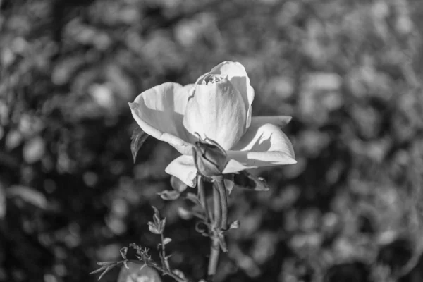 Zbliżenie Różowy Kwiat Róży Kwitnący Lecie — Zdjęcie stockowe