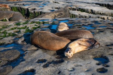 Sealion, Sea Rock 'taki vahşi yaşam ortamında dinleniyor. Okyanustaki vahşi hayatta deniz aslanı. Vahşi doğada Kaliforniya deniz komandosu. Vahşi yaşam faunasındaki deniz aslanının fotoğrafı..