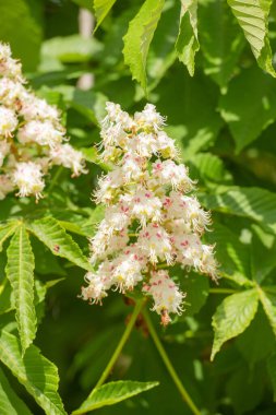Kestanelerin doğada çiçek açtığı görüntüsü. Kestaneler doğada çiçek açar. Doğada kestaneler çiçek açar. Kestaneler doğada çiçek açar..