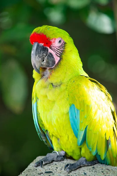 图为动物园里明亮的绿玛瑙鹦鹉 Ara Macaw鹦鹉鸟 Ara Macaw Parrot Outdor Ara Macaw Parrot — 图库照片