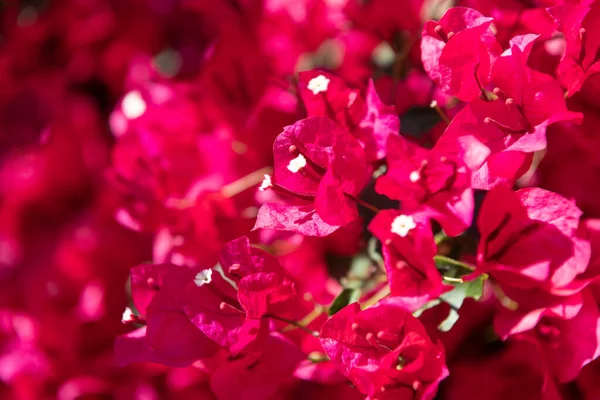 Μπουκαμβίλιες Λουλούδι Φύση Φυτό Μπουκαμβίλιες Λουλούδι Φύση Ροζ Χρώμα Μπουκαμβίλιες — Φωτογραφία Αρχείου