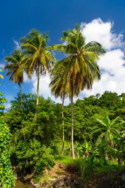 jungle nature or rainforest with palm trees. photo of jungle nature. jungle nature outdoor. green jungle nature with plams.