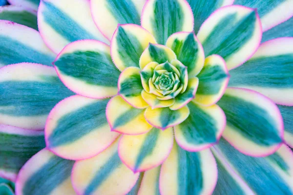 stock image aeonium nature plant. aeonium plant nature bright color. aeonium plant nature background. aeonium plant nature background.