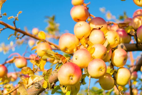 Φωτογραφία Της Καλλιέργειας Μήλων Φρούτων Αντίγραφο Χώρο Κηπευτικά Μήλων Κηπευτικά — Φωτογραφία Αρχείου